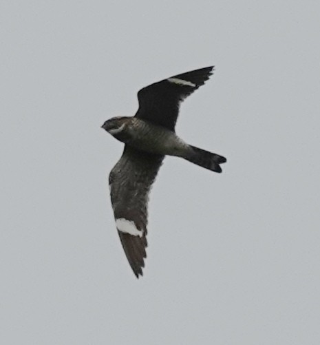 Common Nighthawk - ML620686202