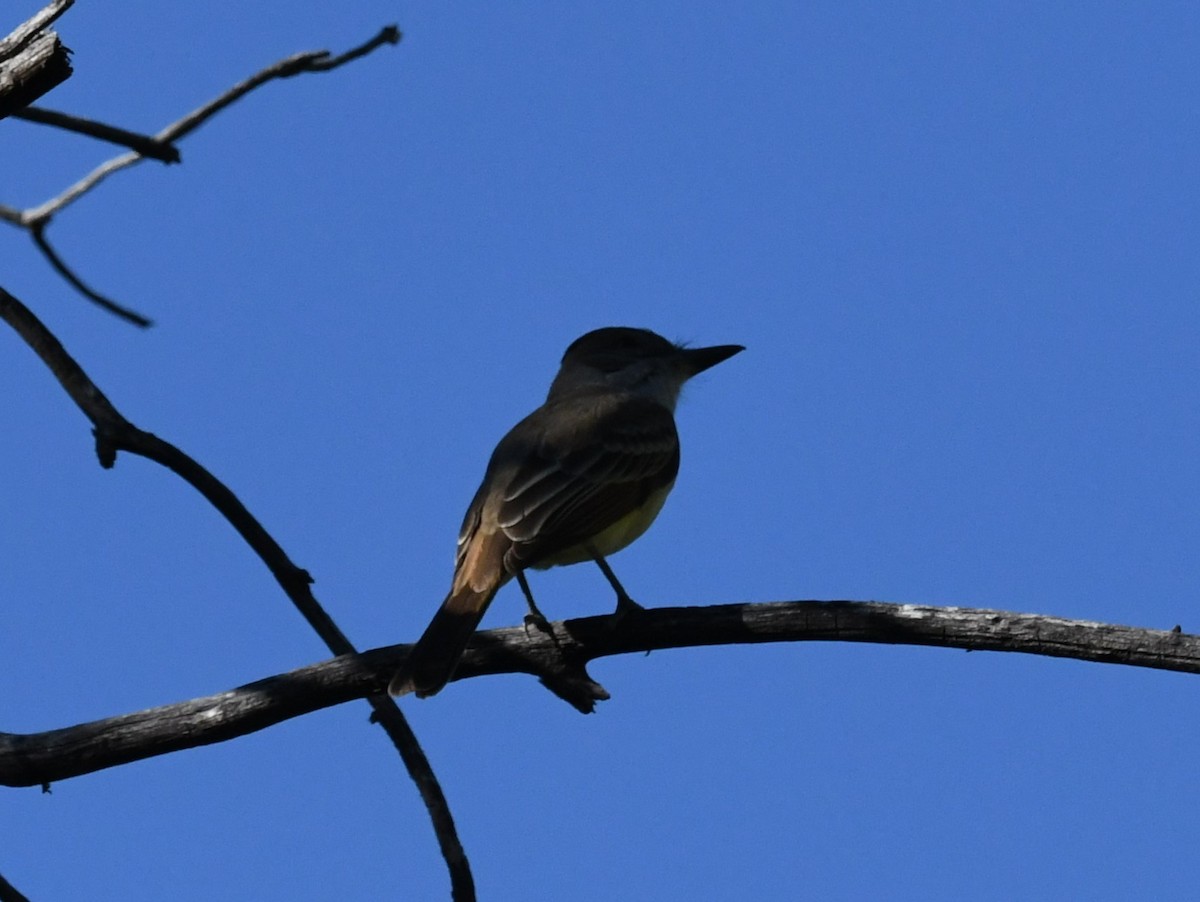 Brown-crested Flycatcher - ML620686203