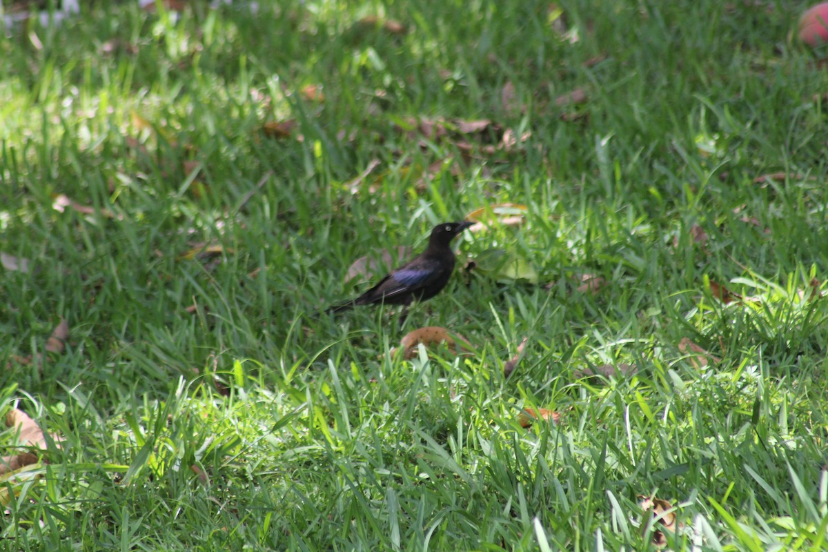 Common Grackle - ML620686205