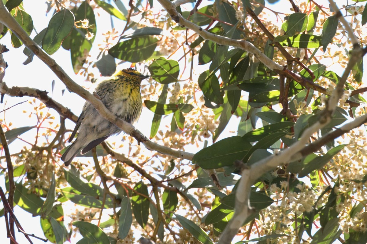 Cape May Warbler - ML620686207