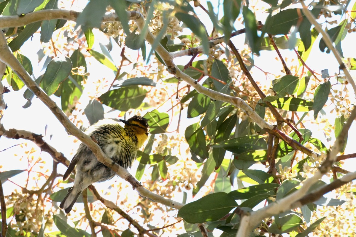 Cape May Warbler - ML620686208