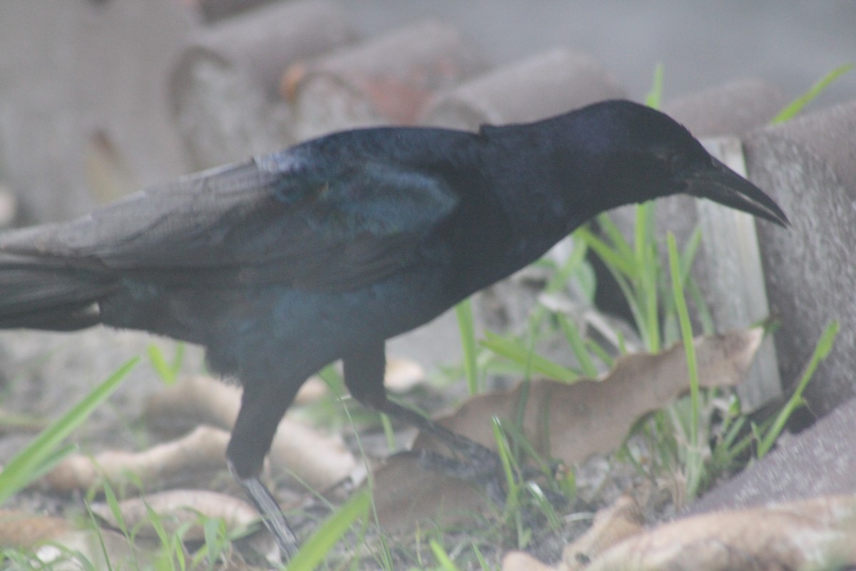 Boat-tailed Grackle - ML620686209