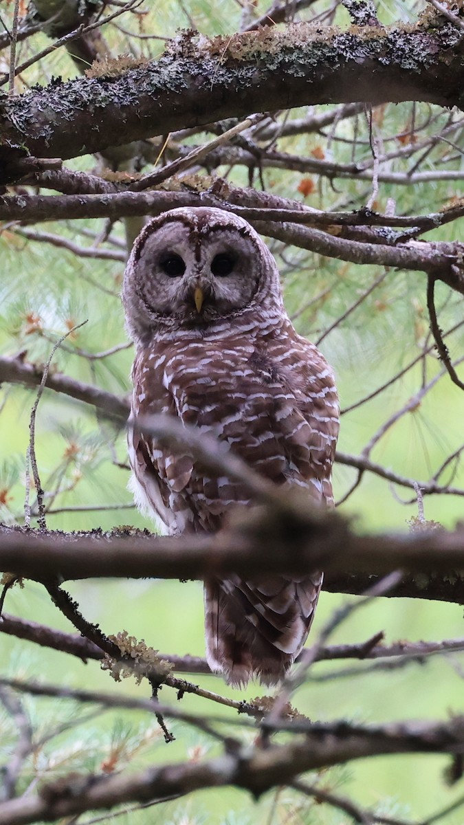 Barred Owl - ML620686212