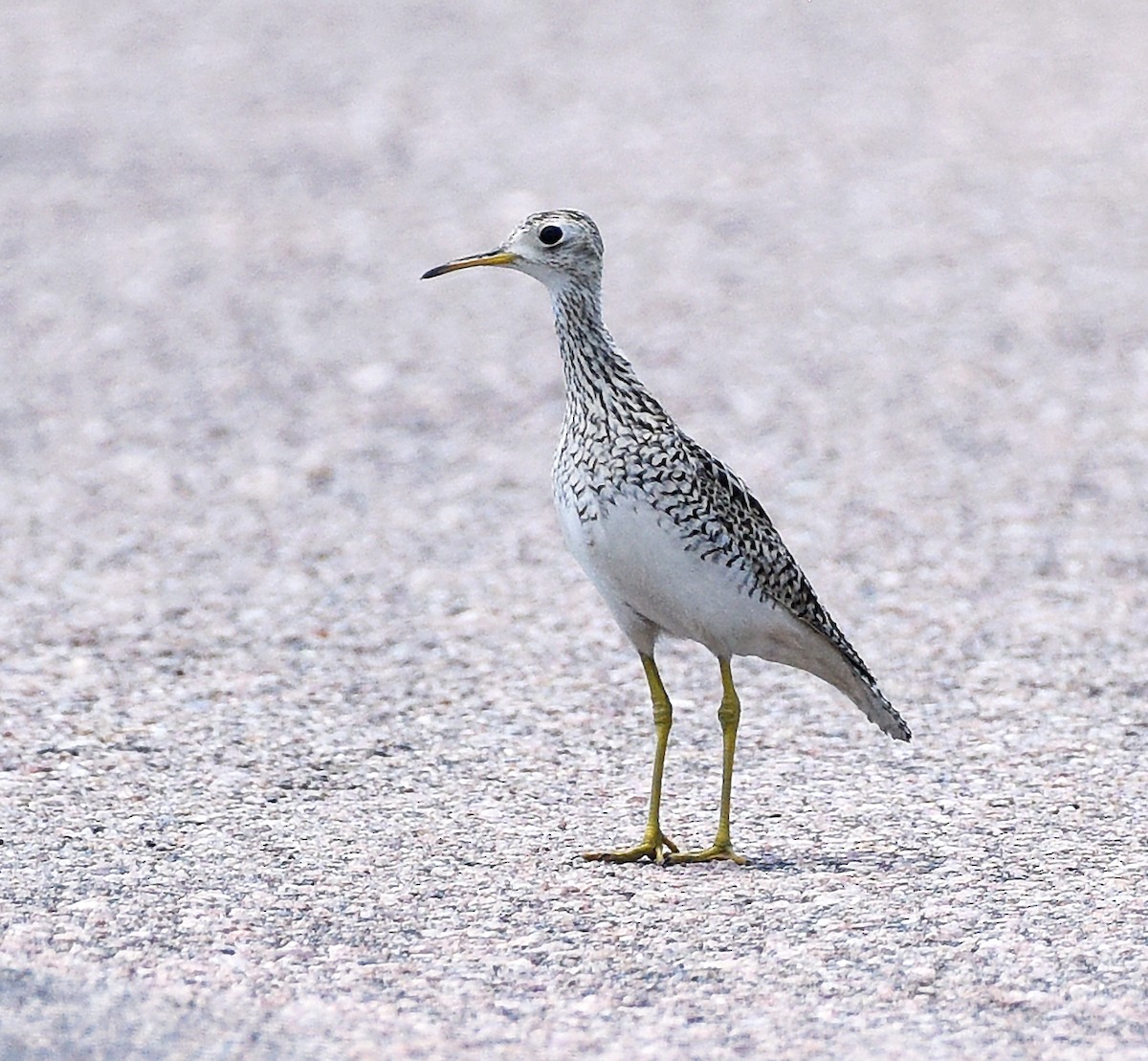 Upland Sandpiper - ML620686213