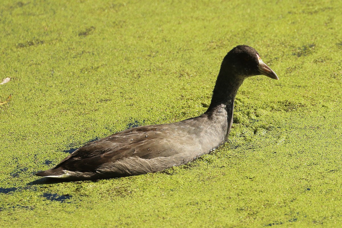 American Coot - ML620686214