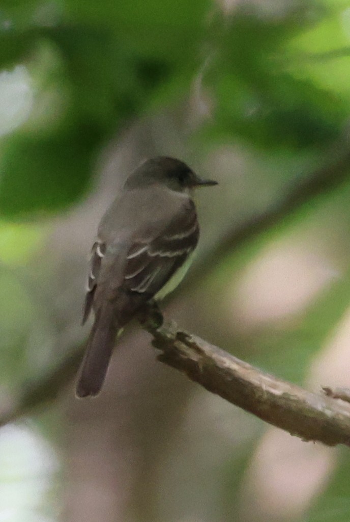 Eastern Wood-Pewee - ML620686216