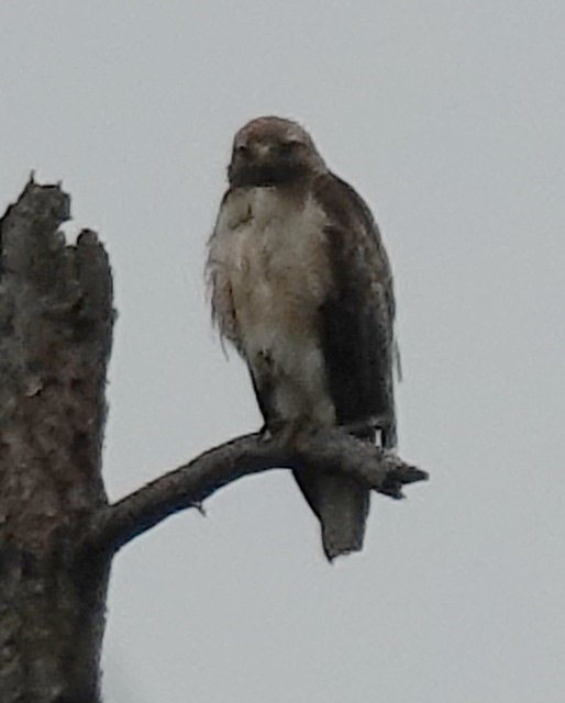 Red-tailed Hawk - Lilian Saul