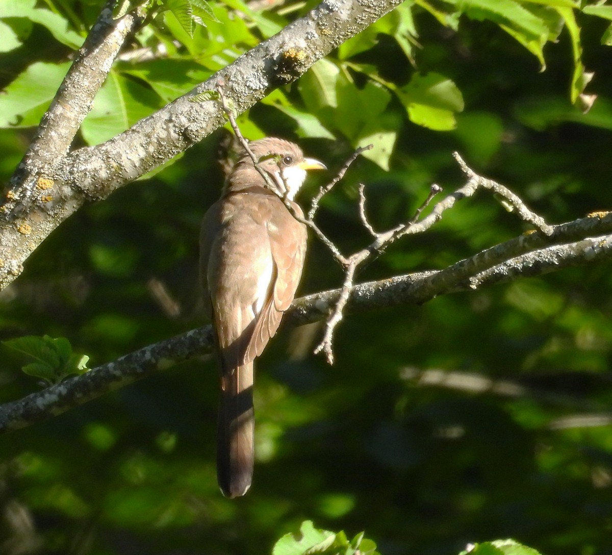 Yellow-billed Cuckoo - ML620686219