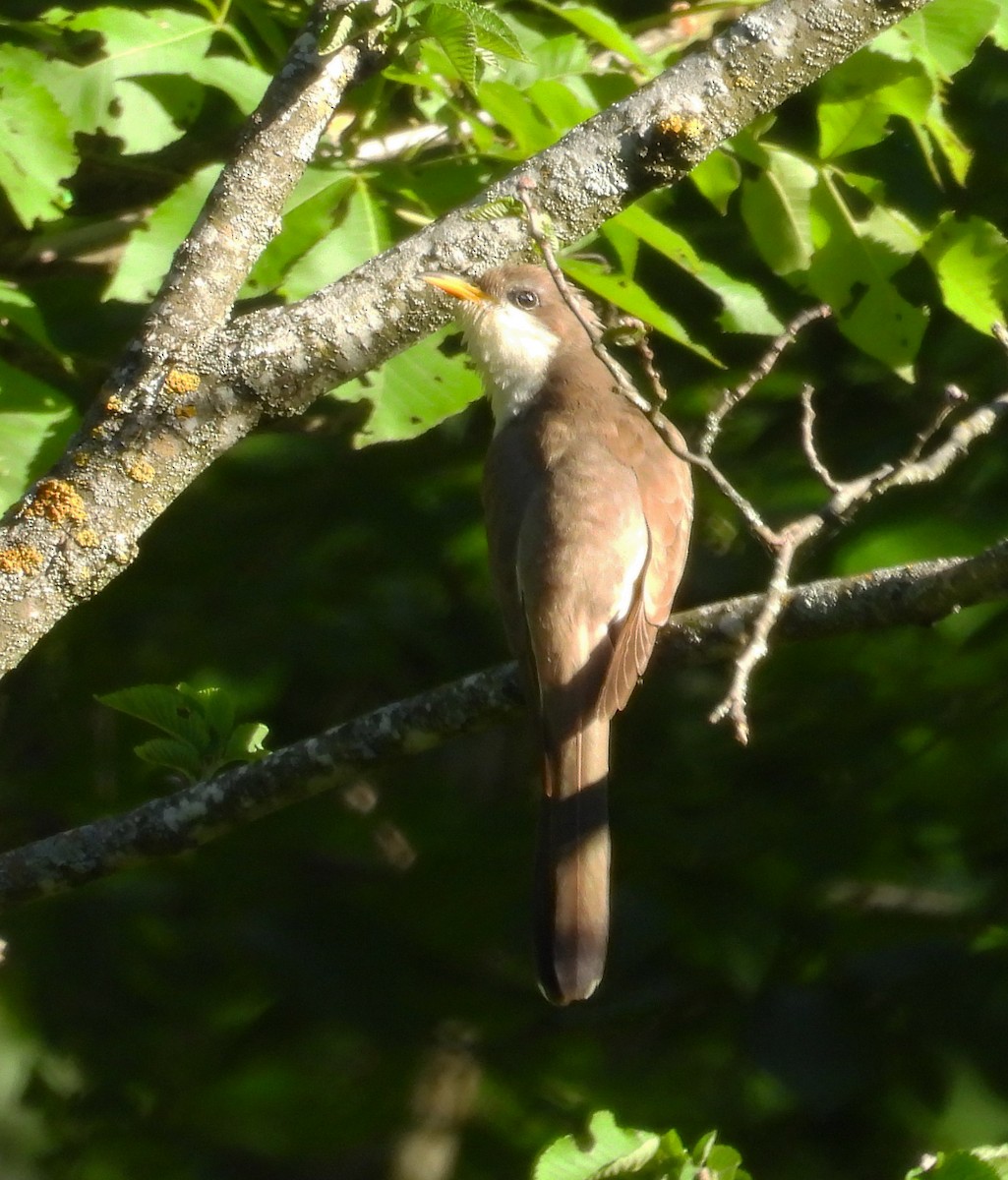 Yellow-billed Cuckoo - ML620686220