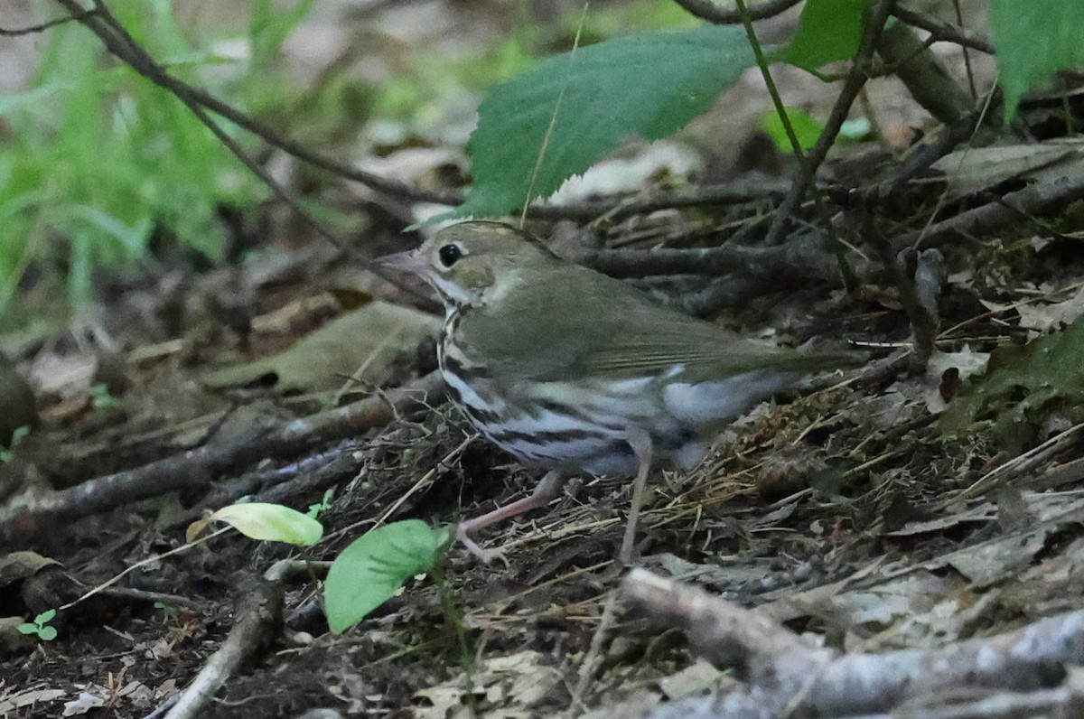 Ovenbird - ML620686221