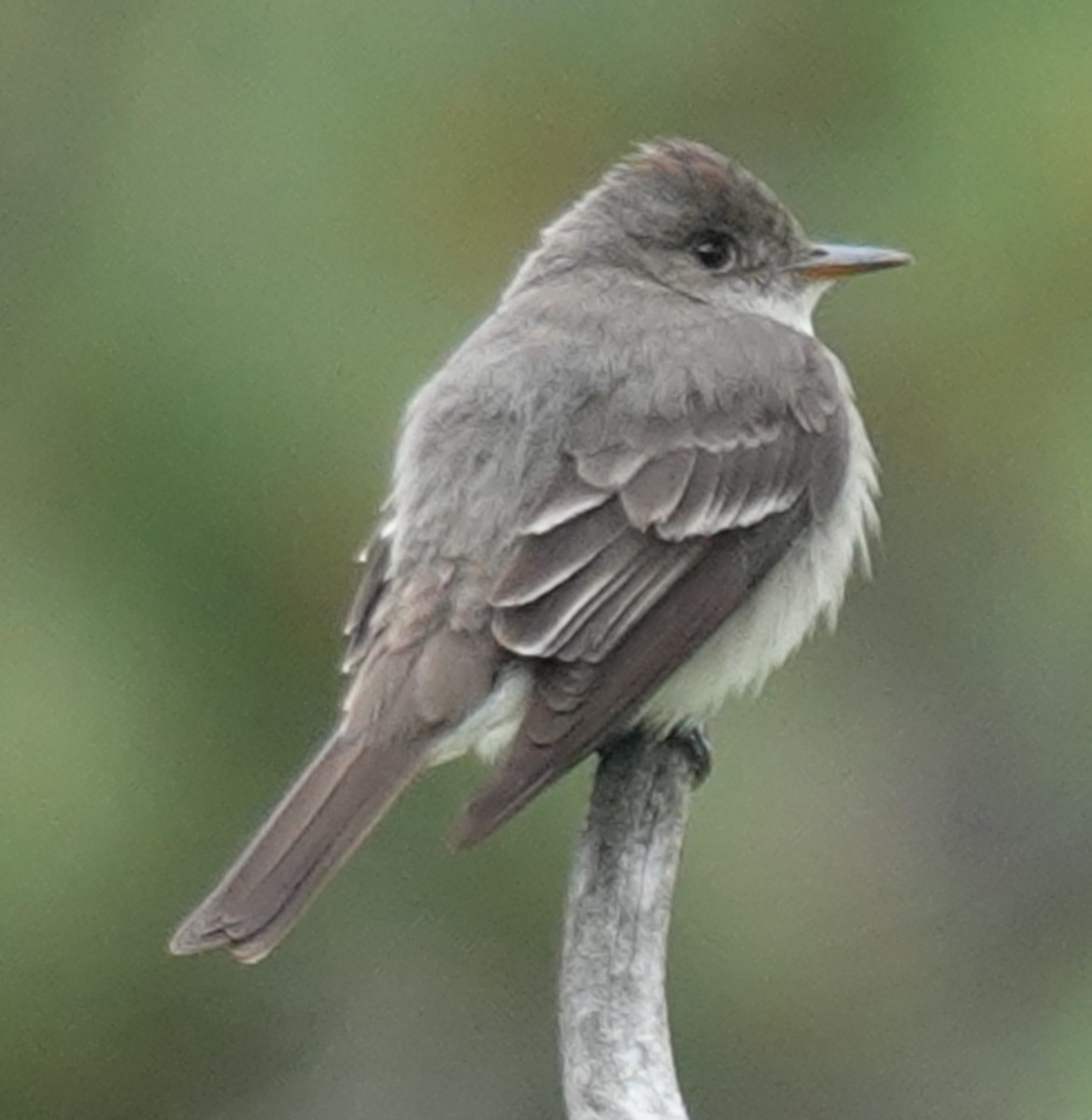 Western Wood-Pewee - Lilian Saul