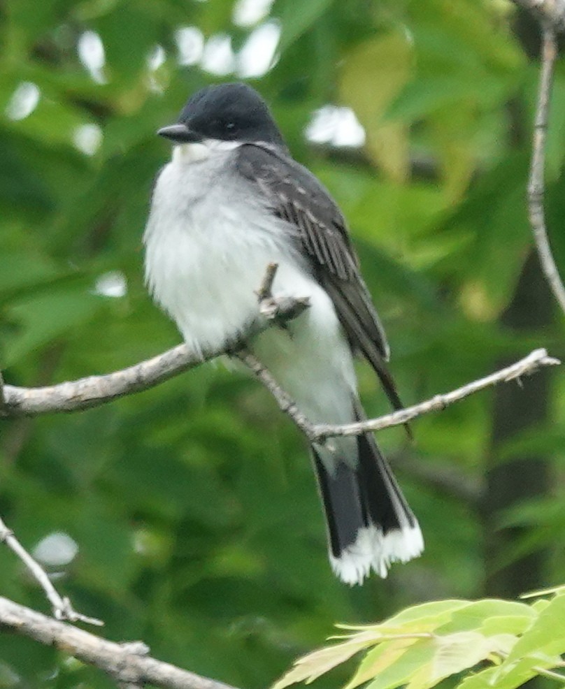 Eastern Kingbird - ML620686224