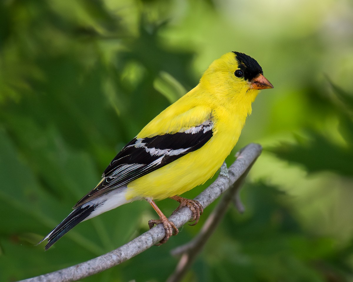 American Goldfinch - ML620686226