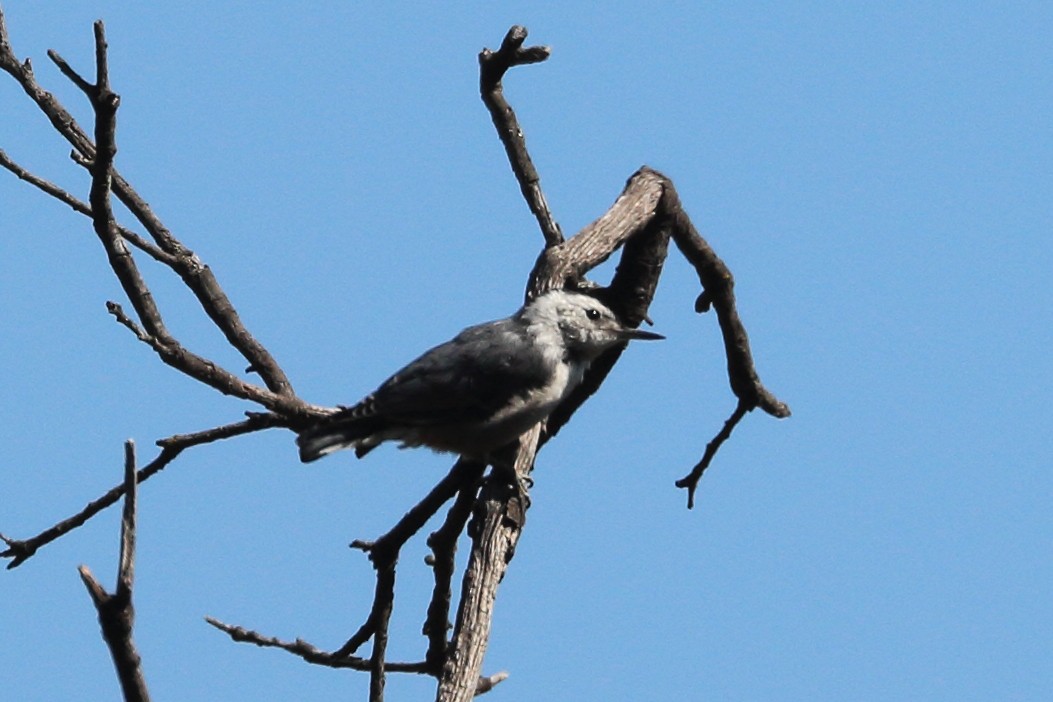 White-breasted Nuthatch - ML620686227