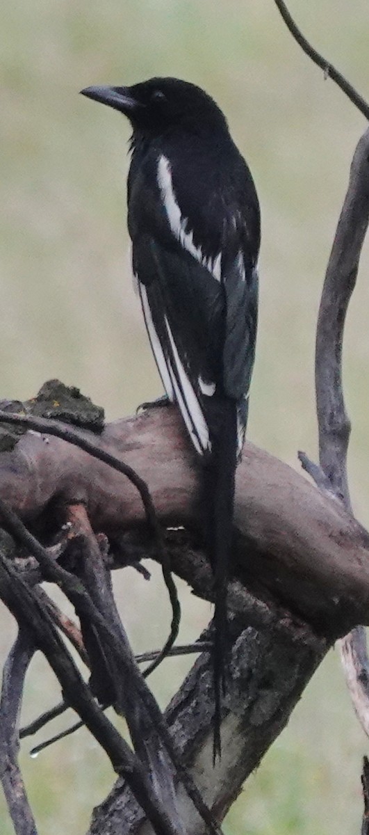 Black-billed Magpie - ML620686230