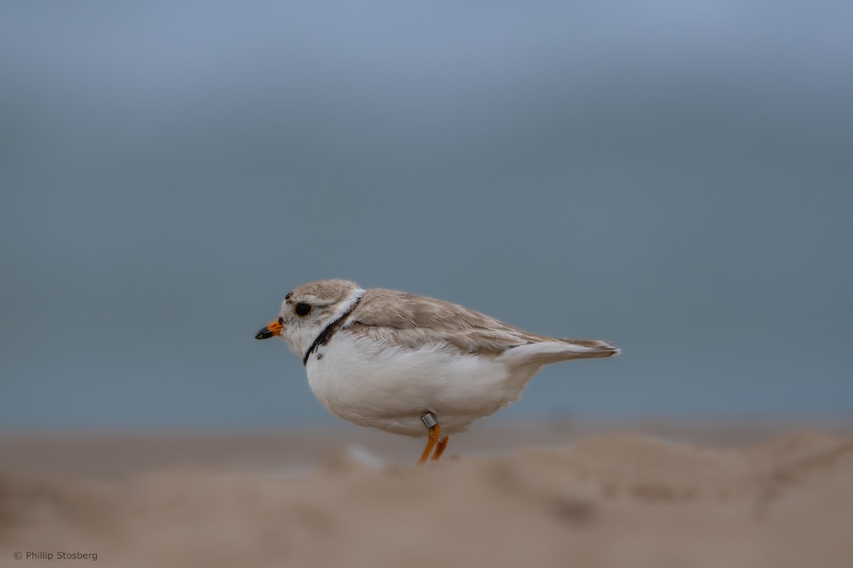 Piping Plover - ML620686233