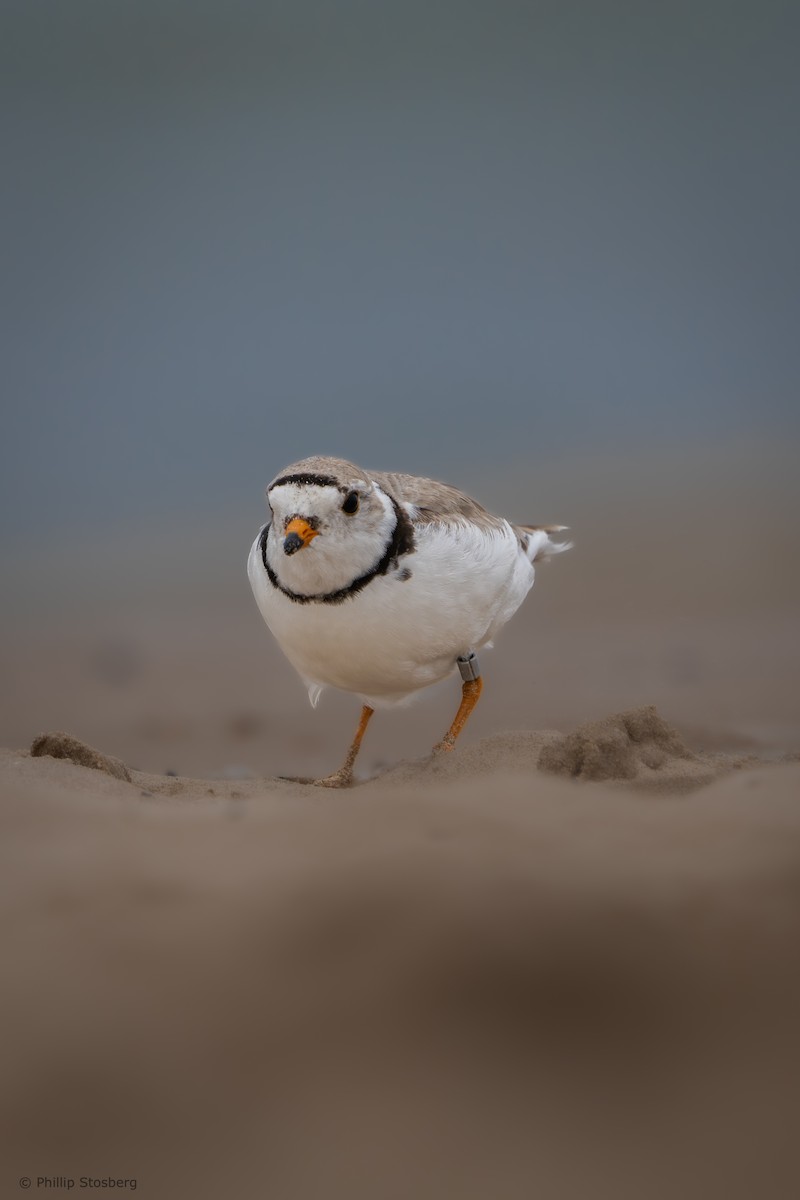 Piping Plover - ML620686234