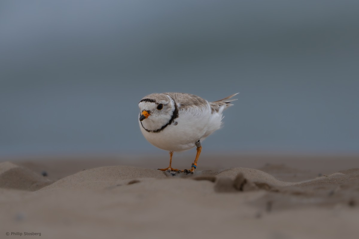 Piping Plover - ML620686235
