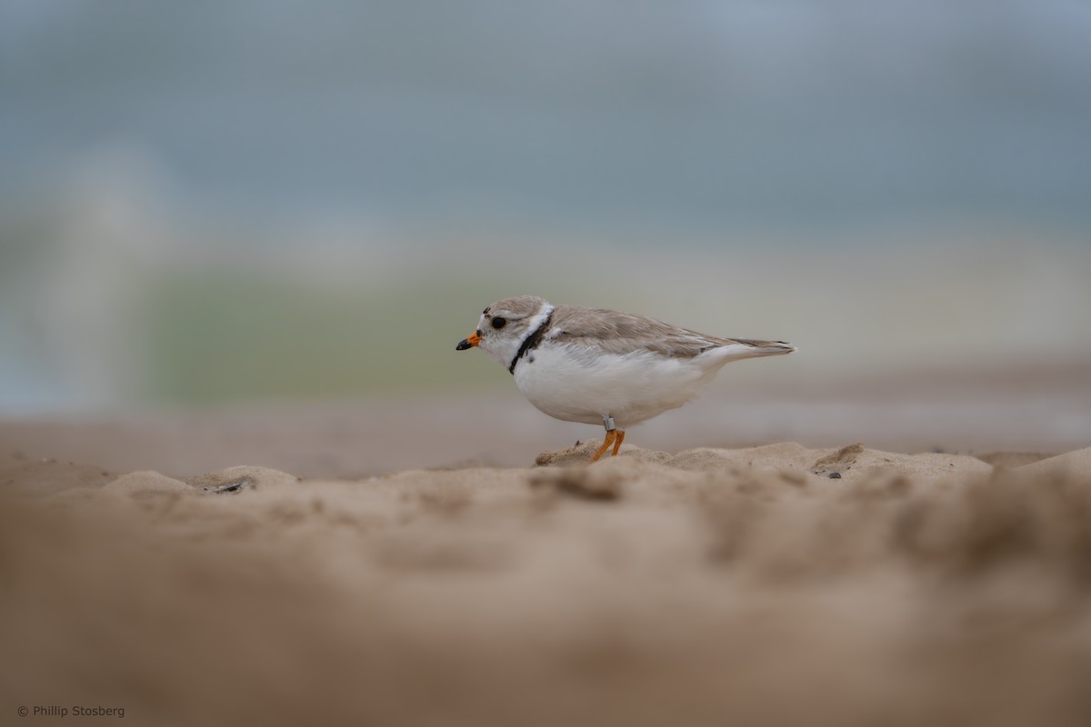 Piping Plover - ML620686236