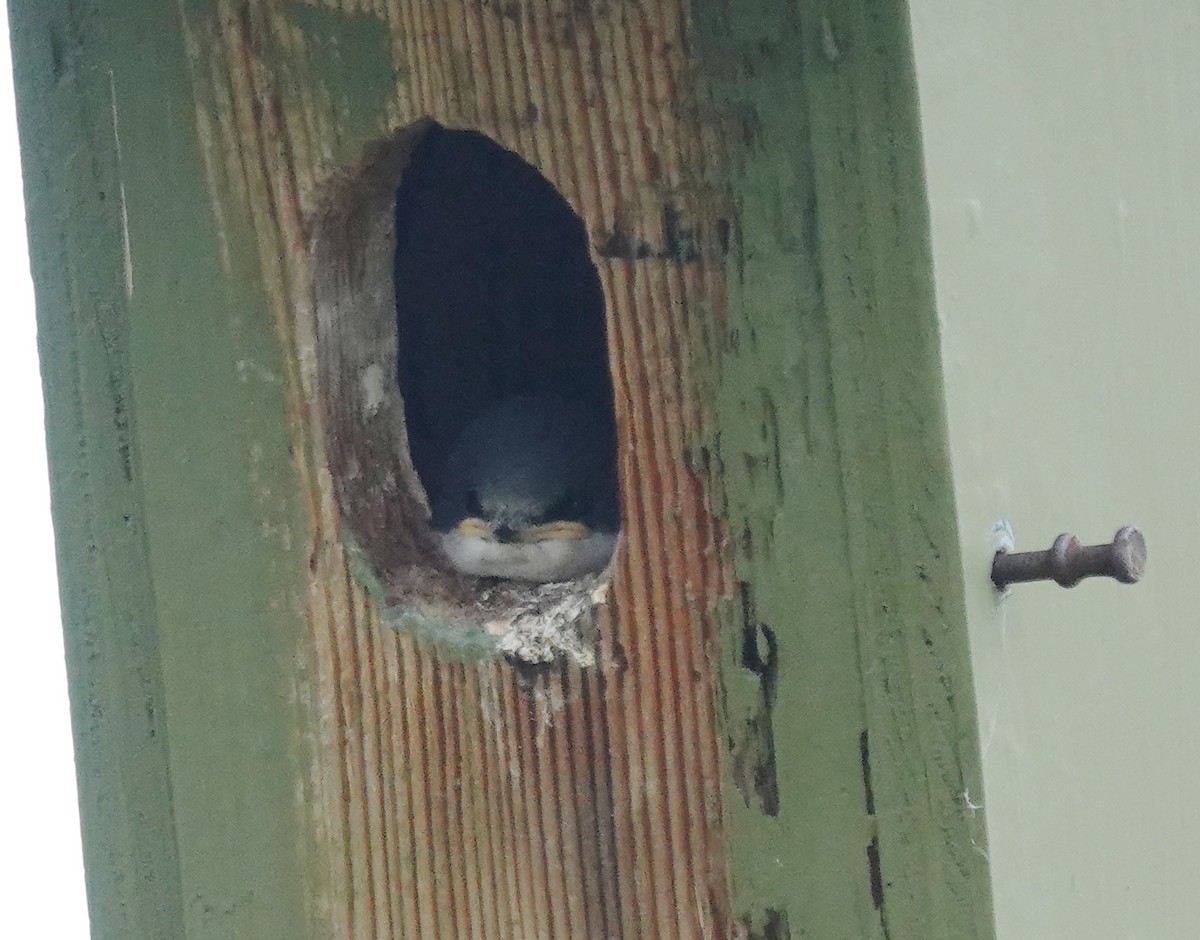 Tree Swallow - ML620686240