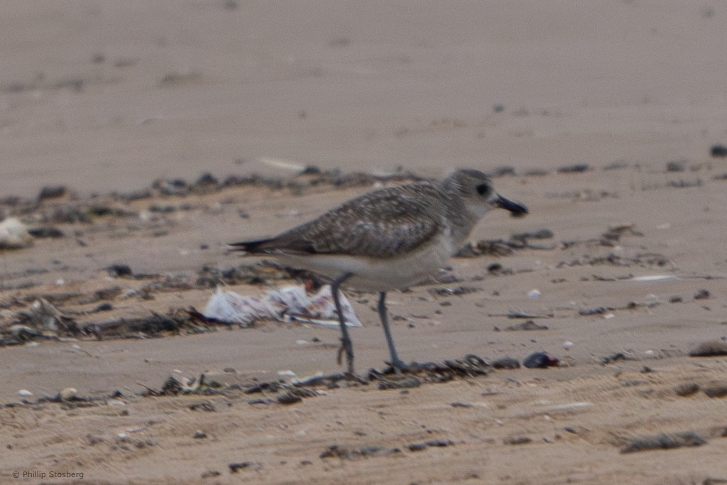 Black-bellied Plover - ML620686241