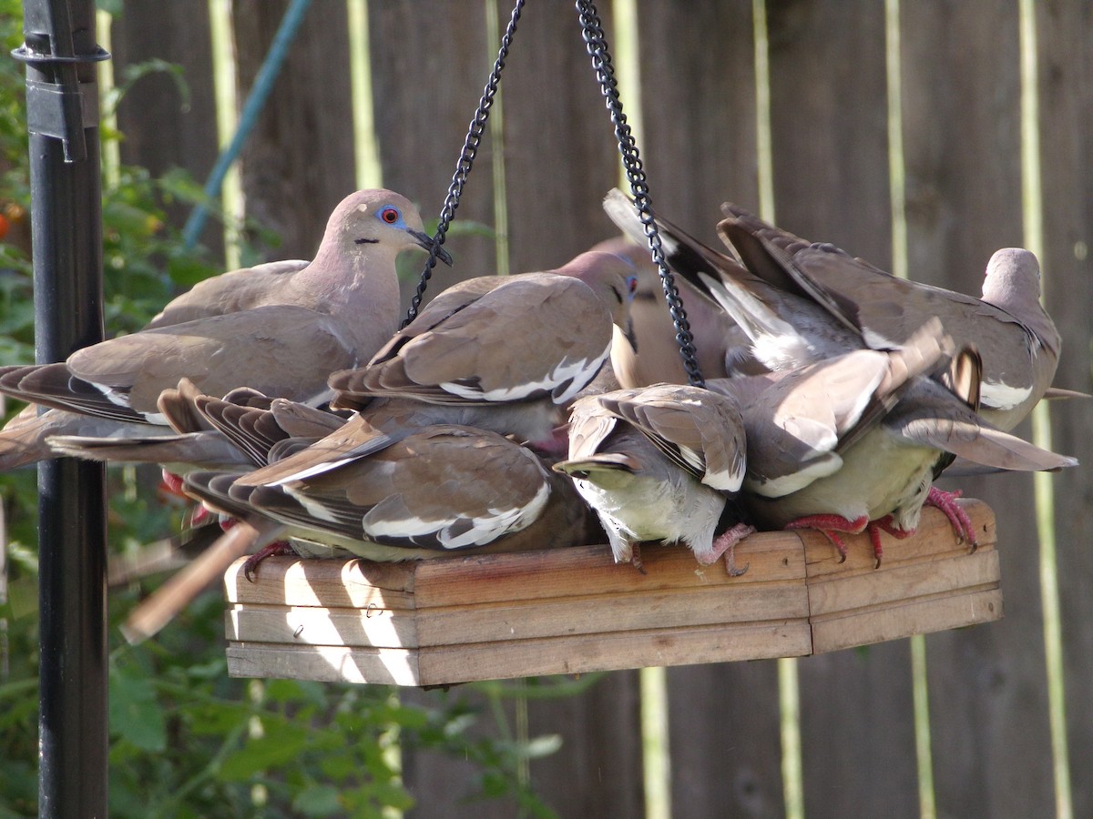 White-winged Dove - ML620686252