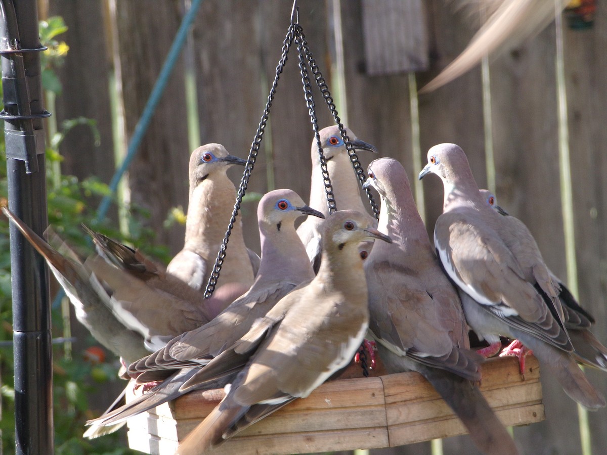 White-winged Dove - Texas Bird Family