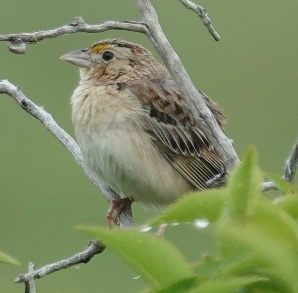 Grasshopper Sparrow - ML620686256
