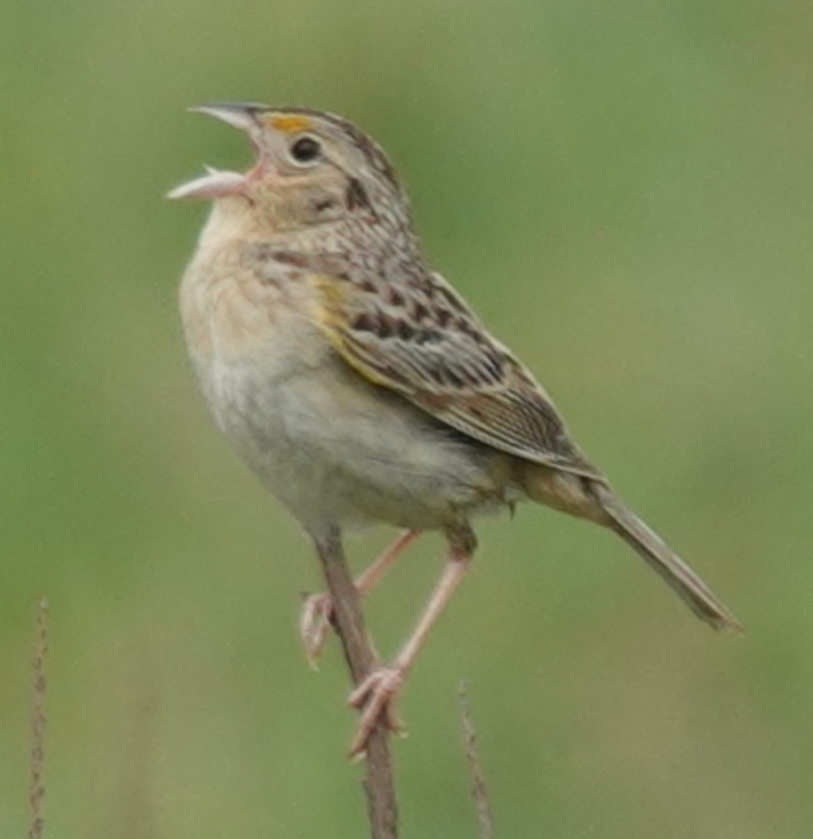 Grasshopper Sparrow - ML620686257