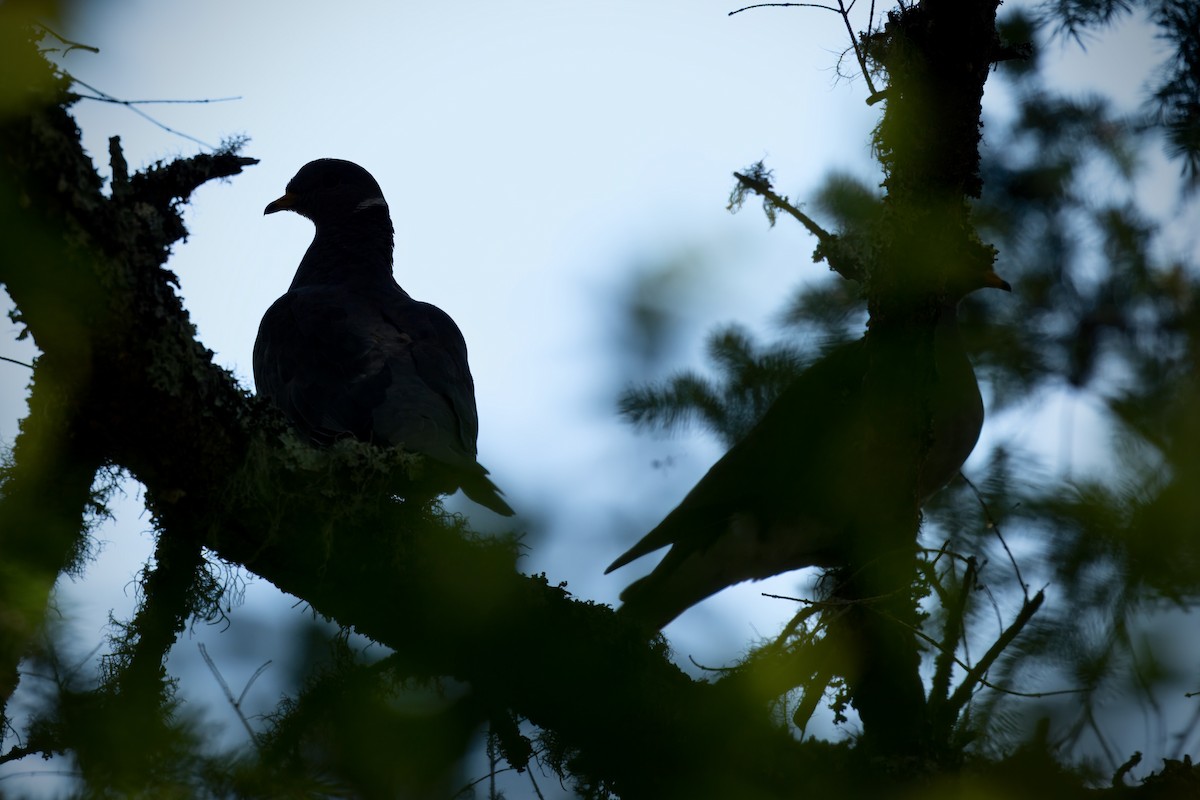 Band-tailed Pigeon - ML620686259