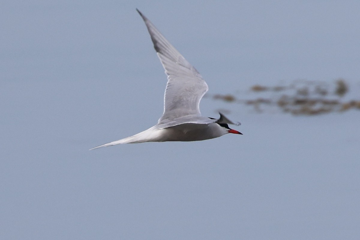 Common Tern - ML620686261