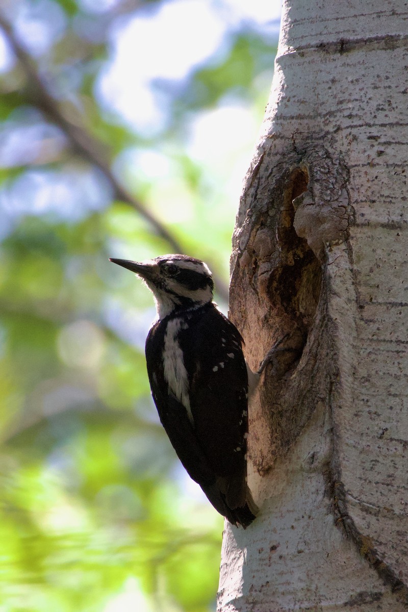 Hairy Woodpecker - ML620686269