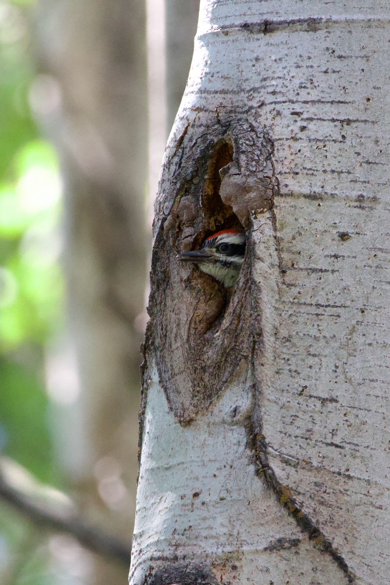 Hairy Woodpecker - ML620686270