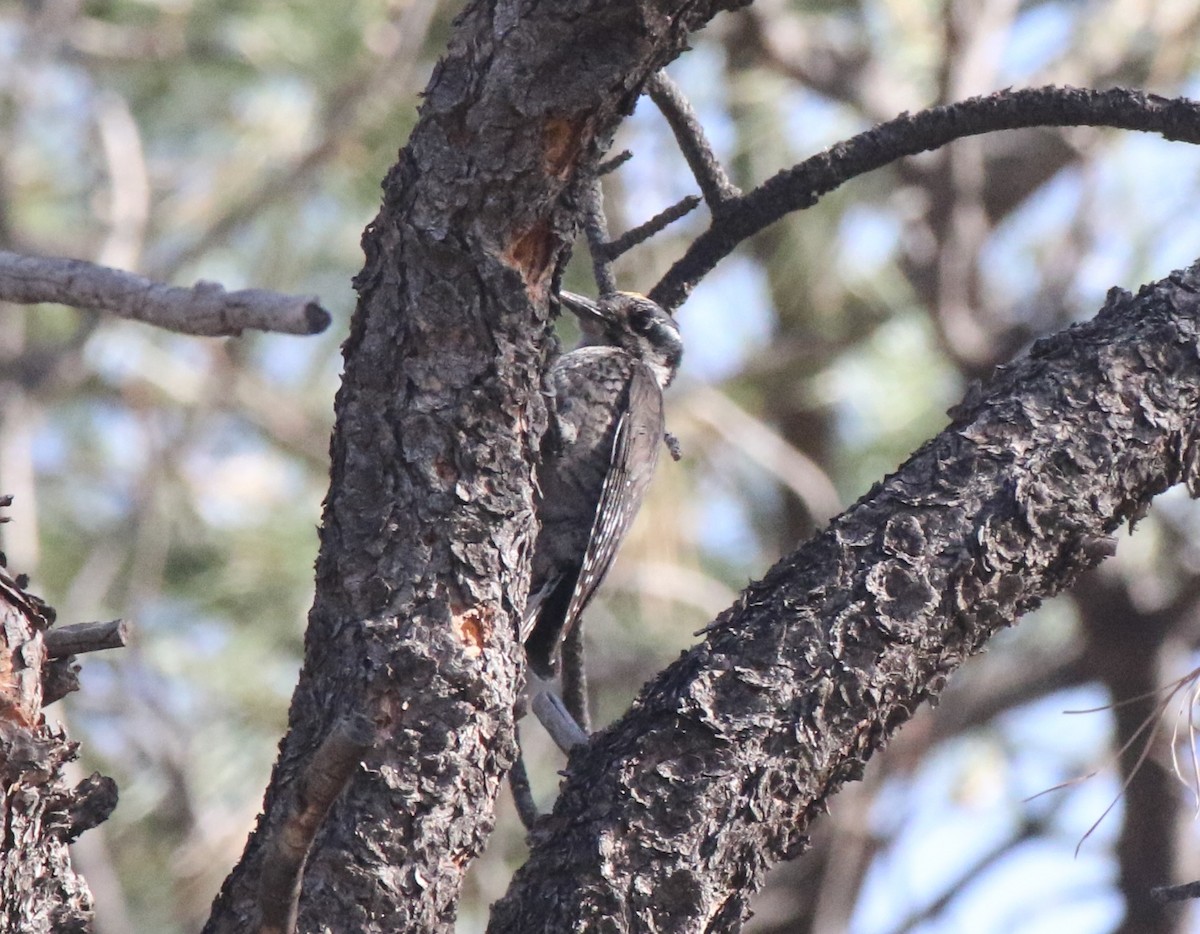 American Three-toed Woodpecker - ML620686271