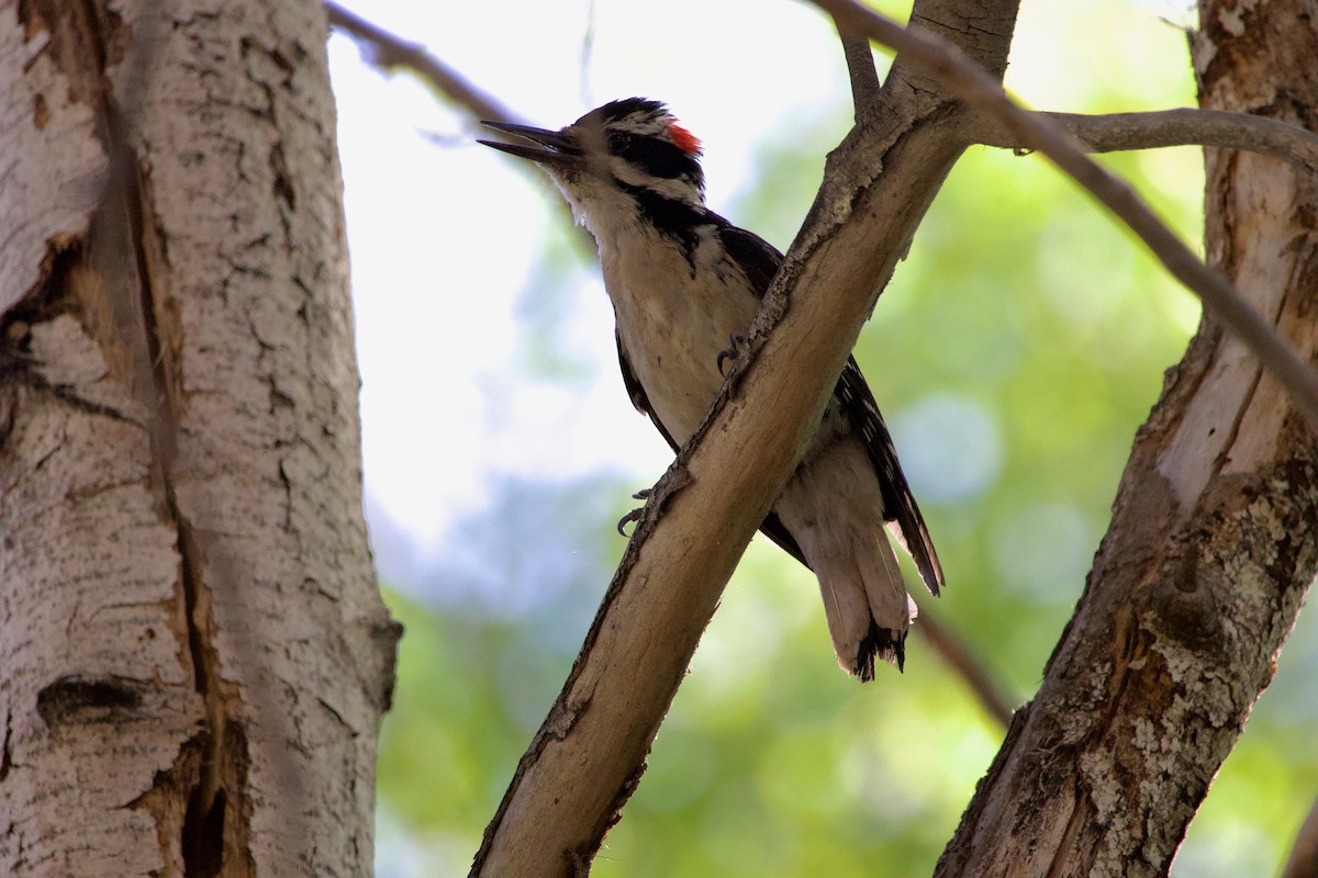 Hairy Woodpecker - ML620686272