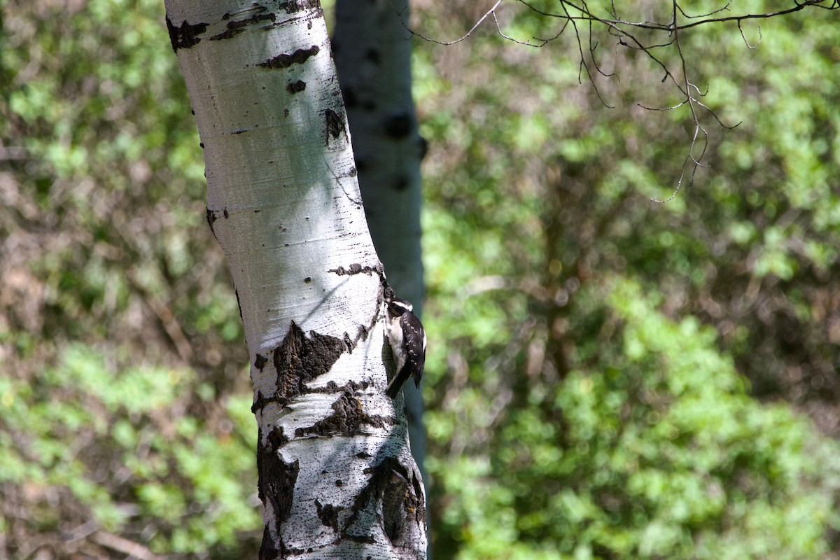 Hairy Woodpecker - ML620686276