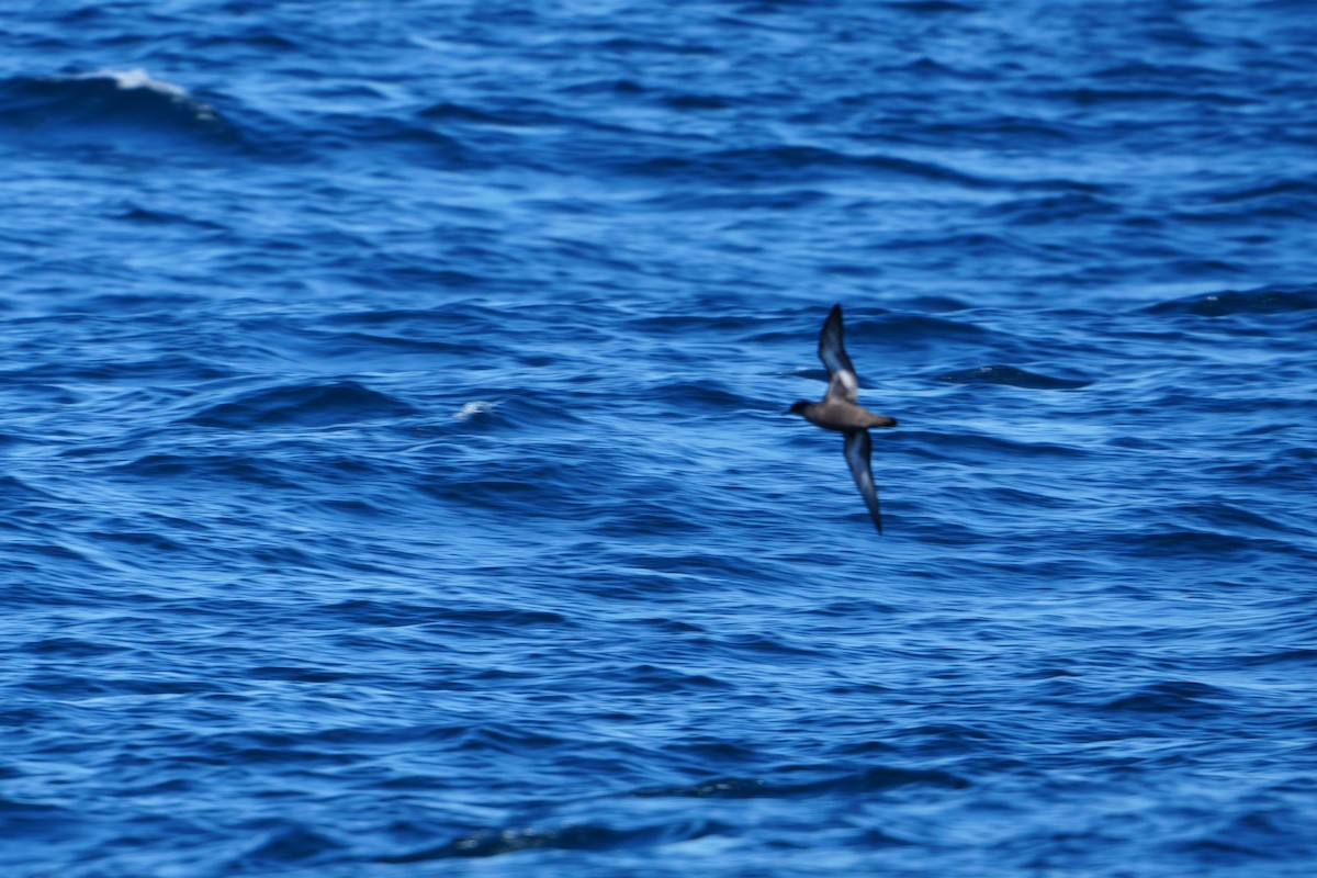 Sooty Shearwater - ML620686279