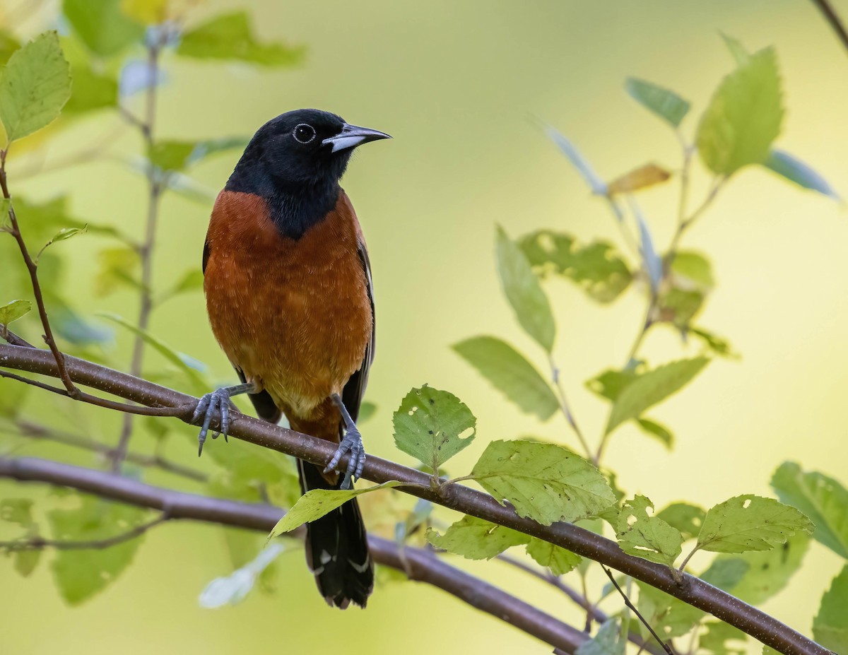 Orchard Oriole - Brian Smith