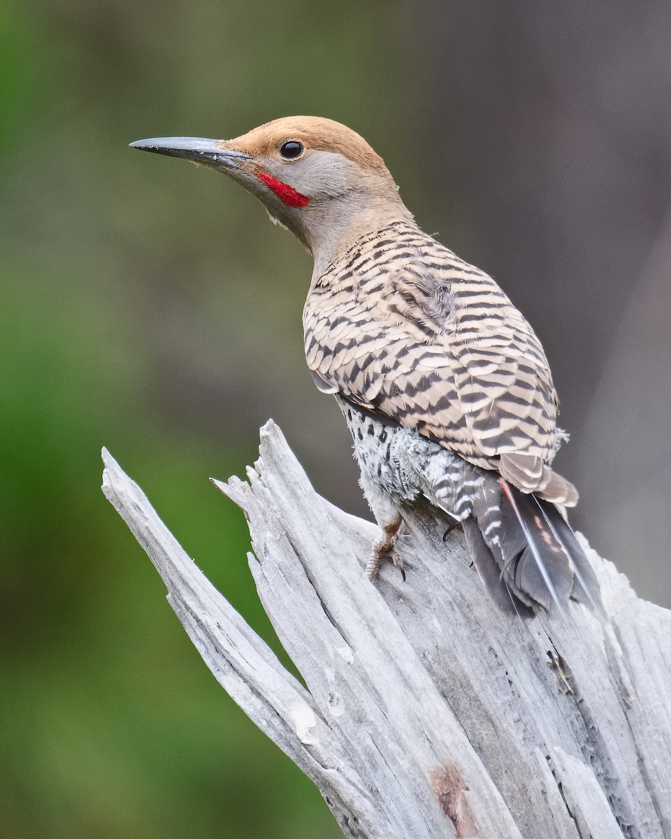 Northern Flicker (Red-shafted) - ML620686285