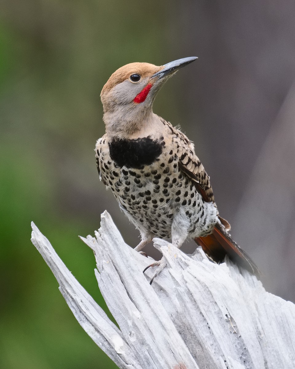 Northern Flicker (Red-shafted) - ML620686286