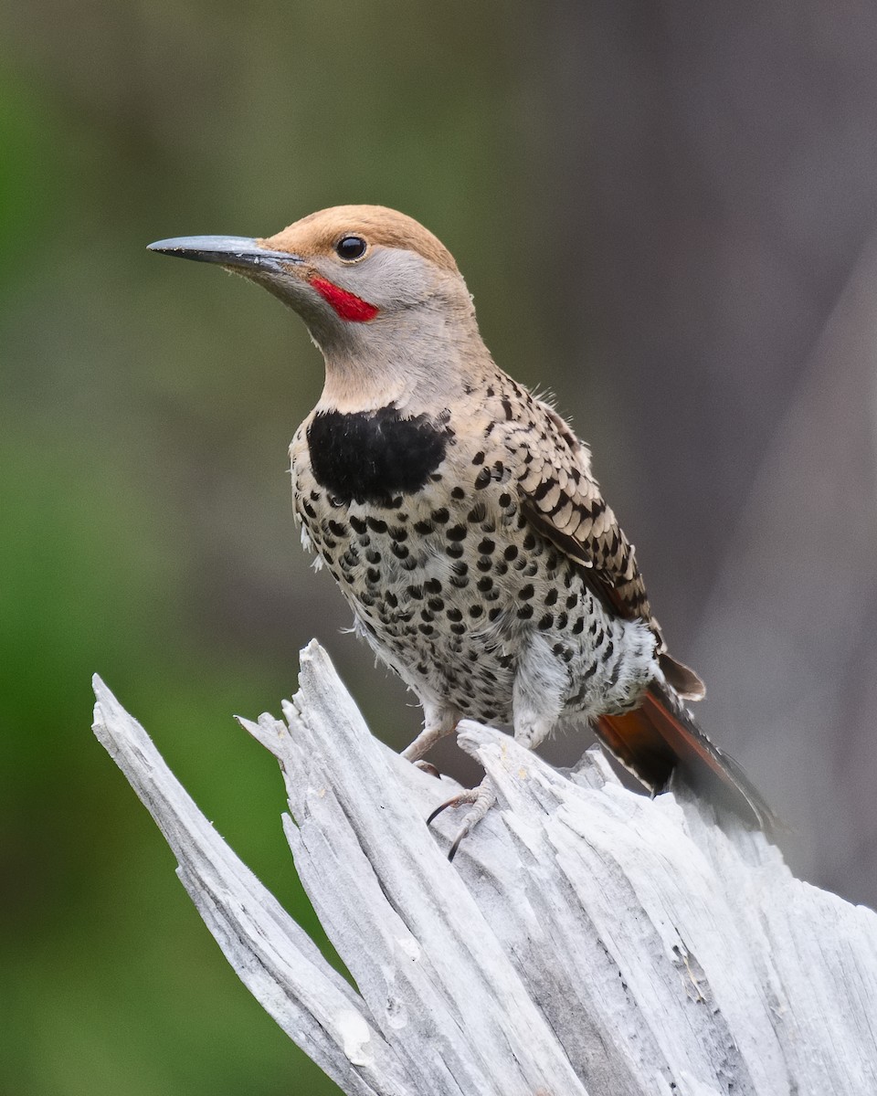 Northern Flicker (Red-shafted) - ML620686287