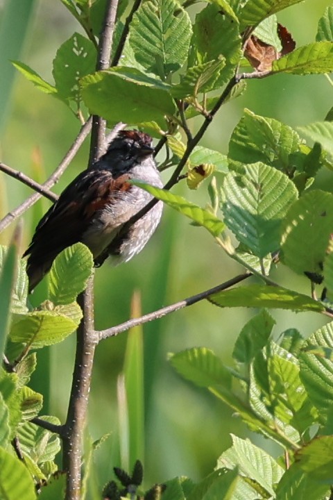 Swamp Sparrow - Jen Armstrong