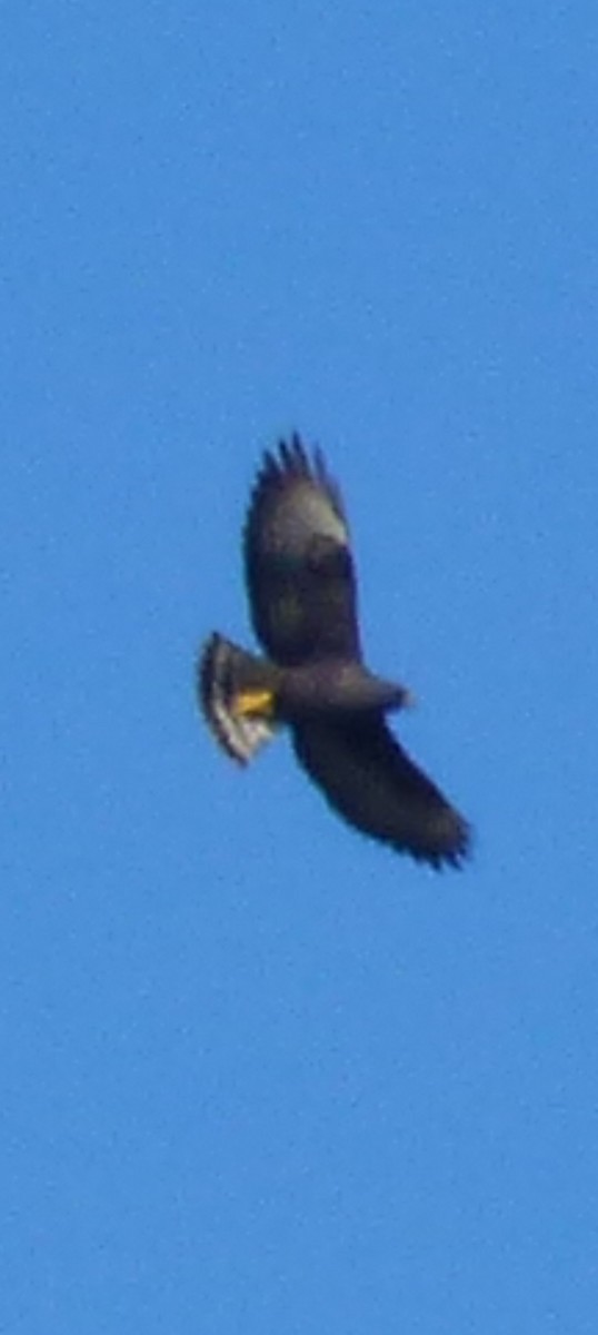Short-tailed Hawk - ML620686290