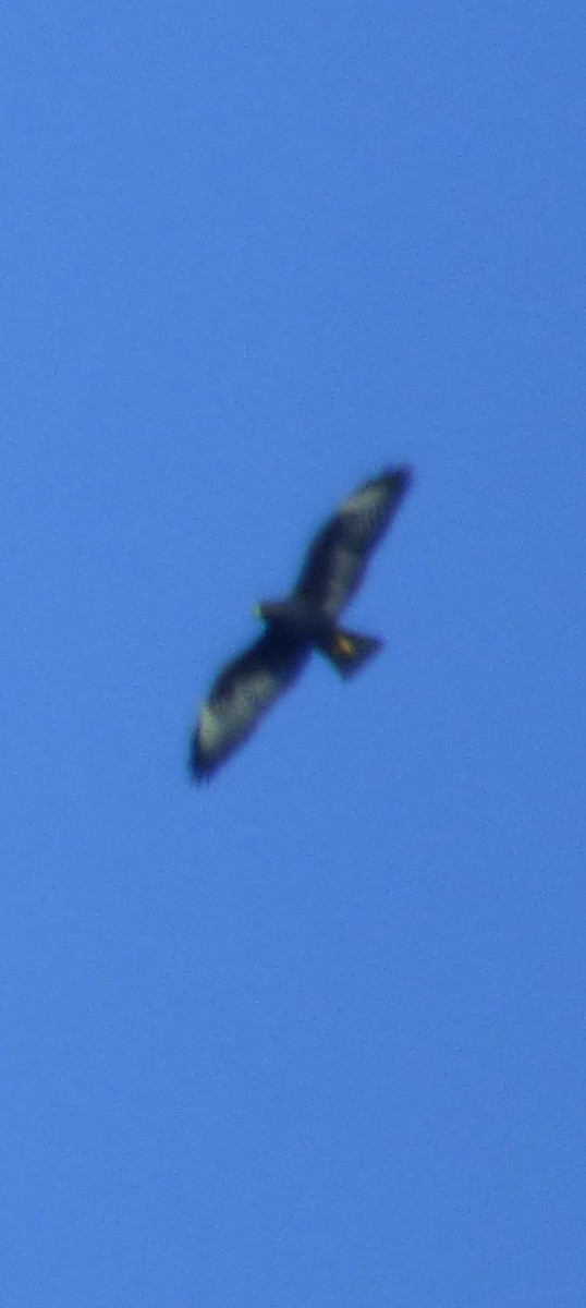Short-tailed Hawk - ML620686291