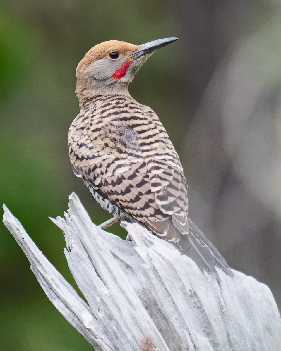 Northern Flicker (Red-shafted) - ML620686294