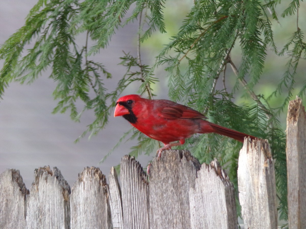 Cardinal rouge - ML620686295