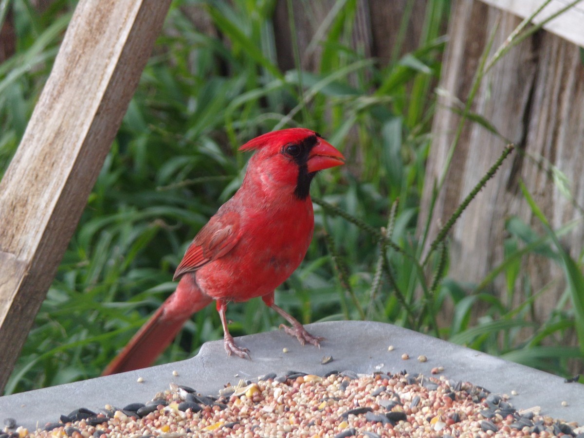 Cardinal rouge - ML620686296