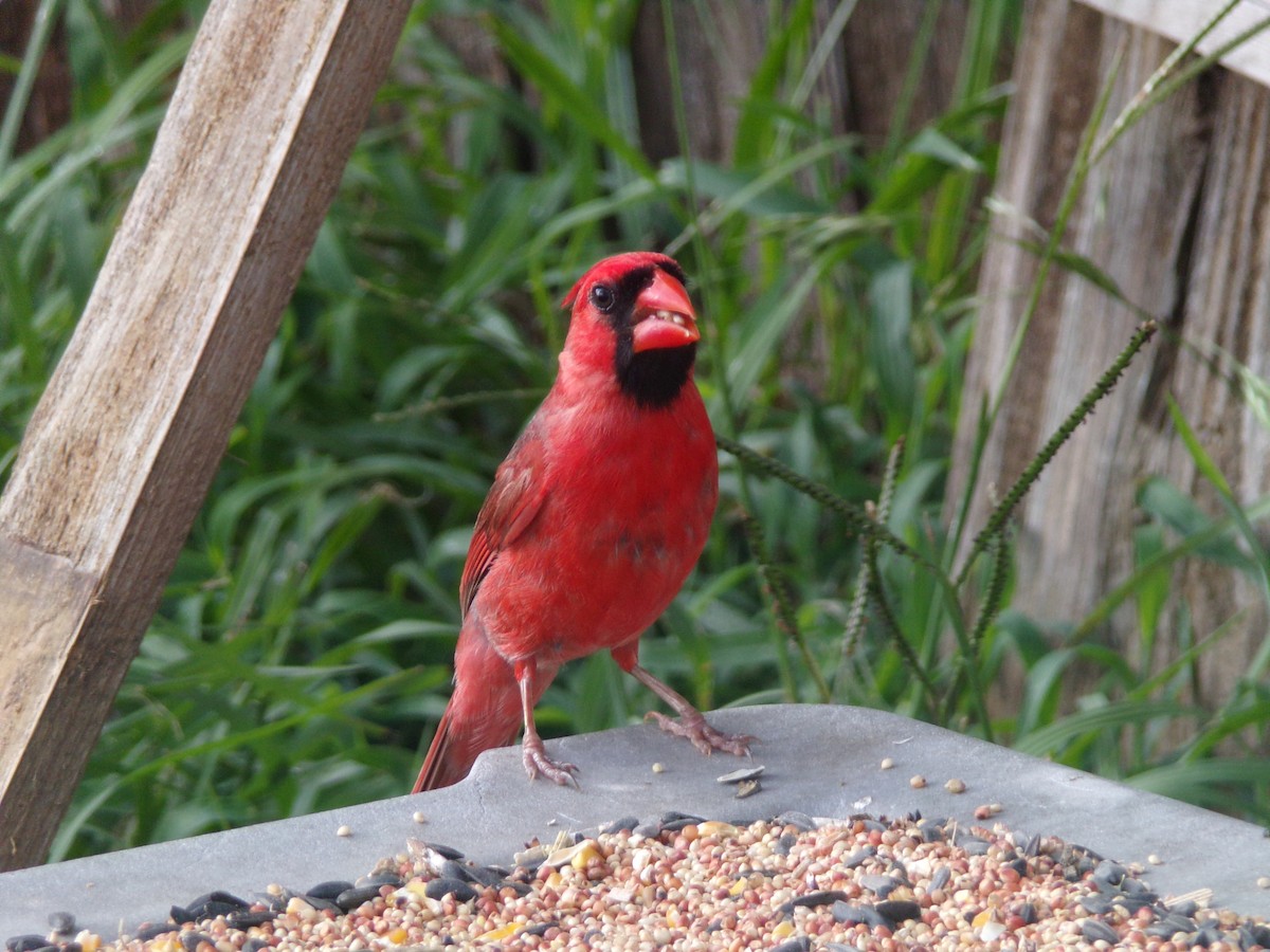 Cardinal rouge - ML620686297
