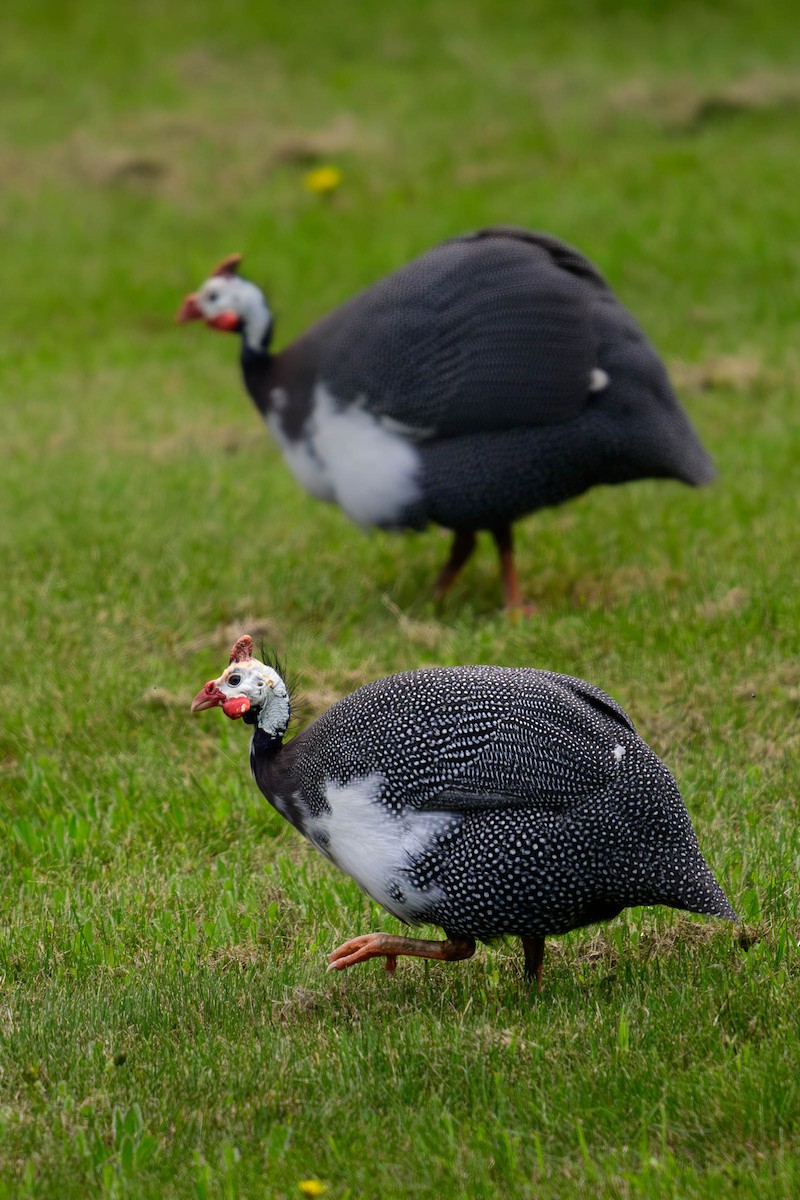 Helmeted Guineafowl - JD Hascup