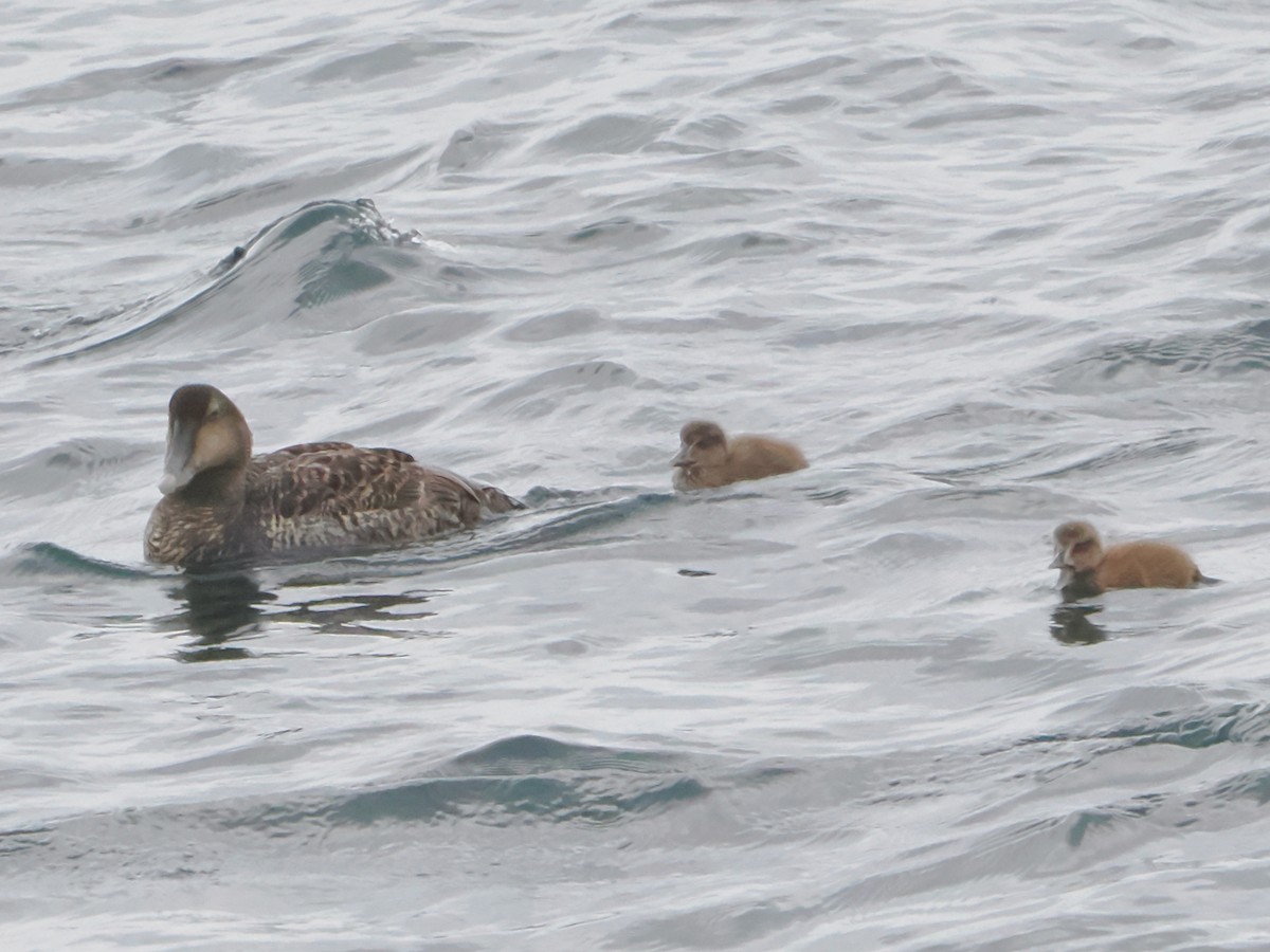 Common Eider - ML620686303